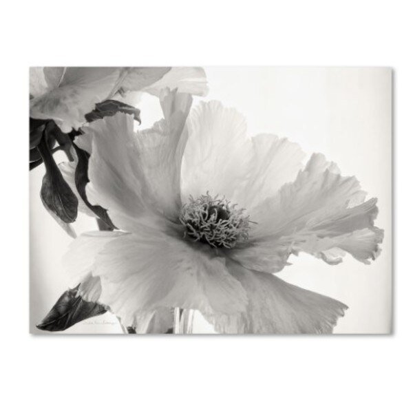 Debra Van Swearingen 'Translucent Peony VIBW' Canvas Art, 35x47, Trademark Fine Art, Mfr#: WAP01203-C3547GG